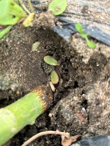 Cabbage maggots and eggs at the base of a brassicas plant.